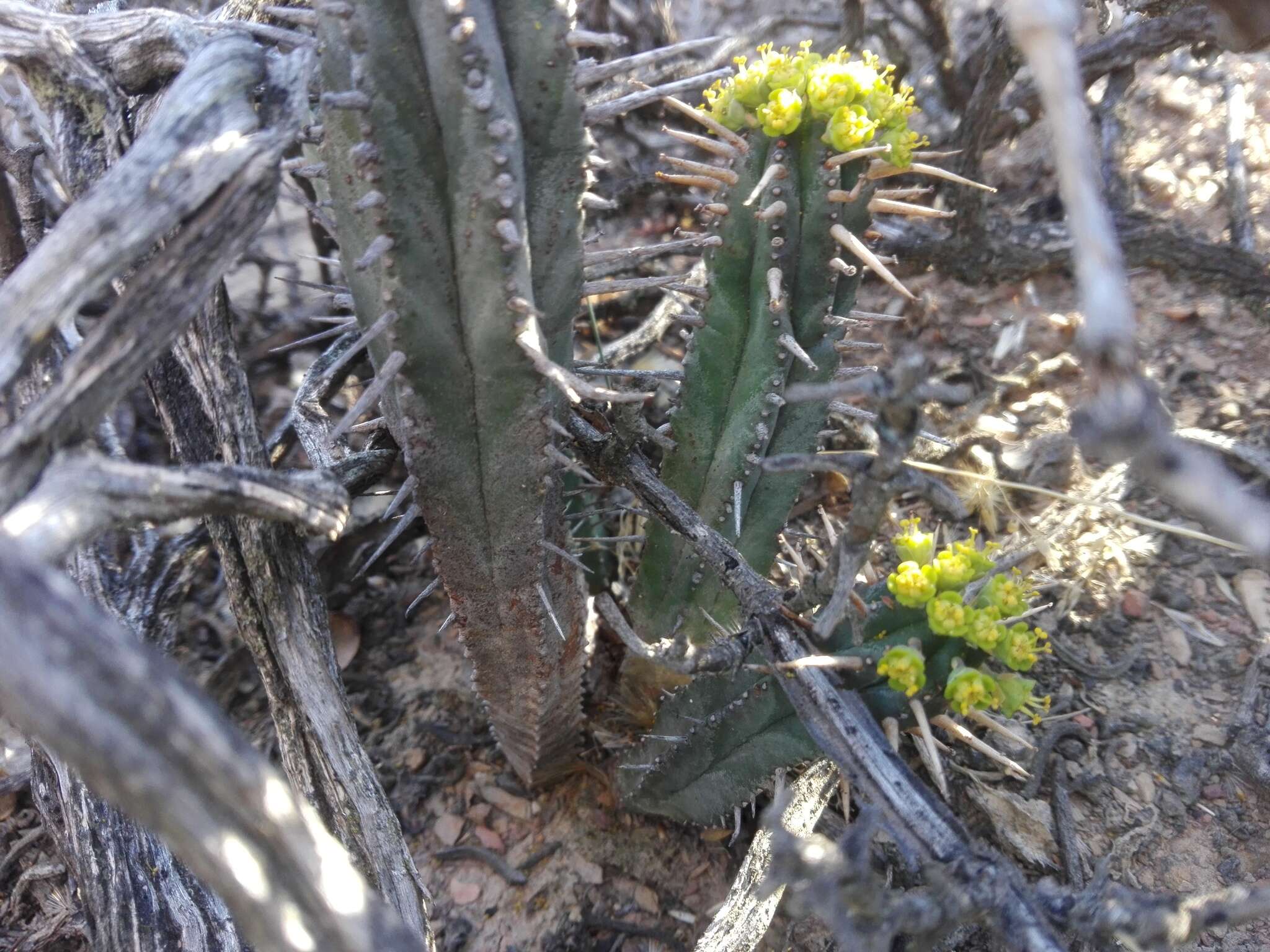 Слика од Euphorbia nesemannii R. A. Dyer