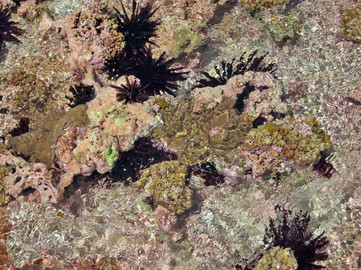 Image of Red pencil urchin