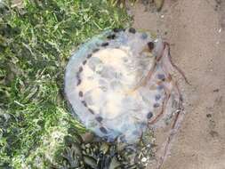 Image of Compass jellyfish