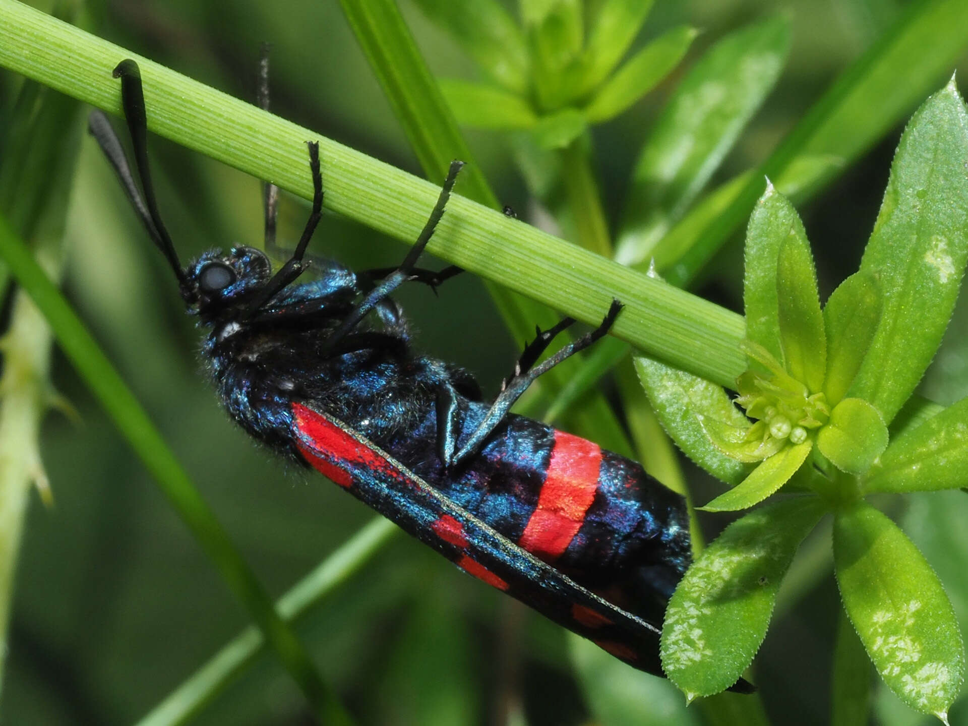 Imagem de Zygaena ephialtes Linnaeus 1767