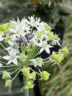 Image of Petulant Leaf-cutter Bee