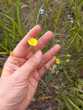 Image of stipulated cinquefoil