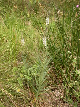 Lysimachia ephemerum L. resmi