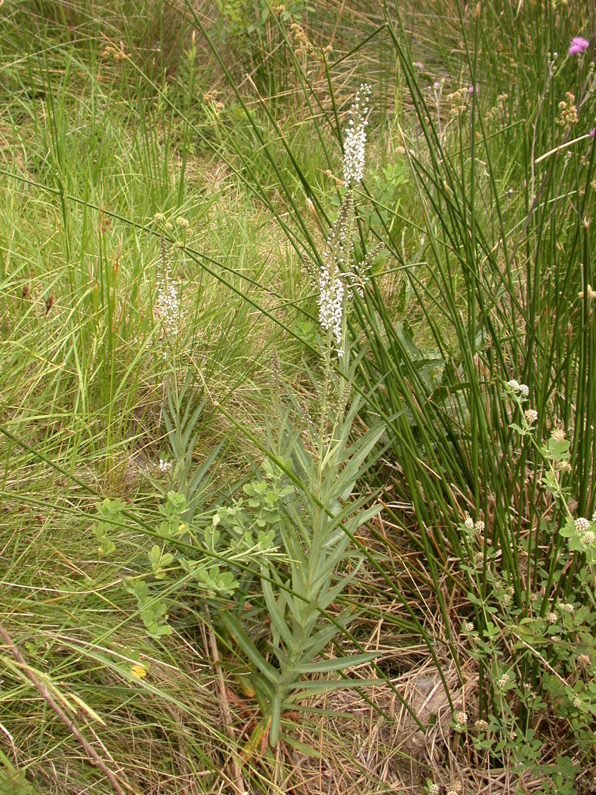 Image of Milky Loosestrife