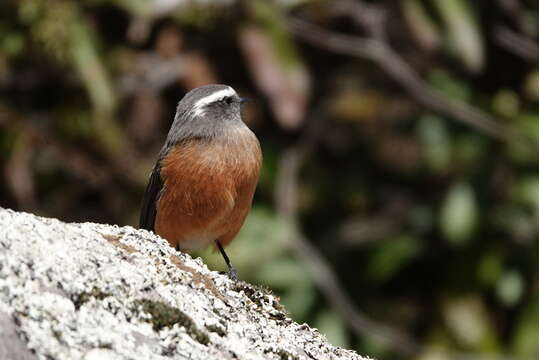 Image of D'Orbigny's Chat-Tyrant