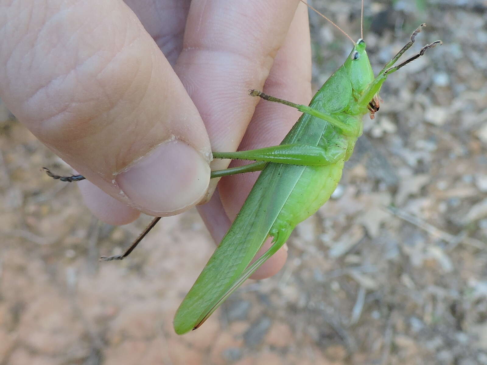 Image of Broad-tipped Conehead