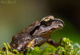 Image of Alsodes cantillanensis Charrier, Correa-Quezada, Castro & Méndez-Torres 2015