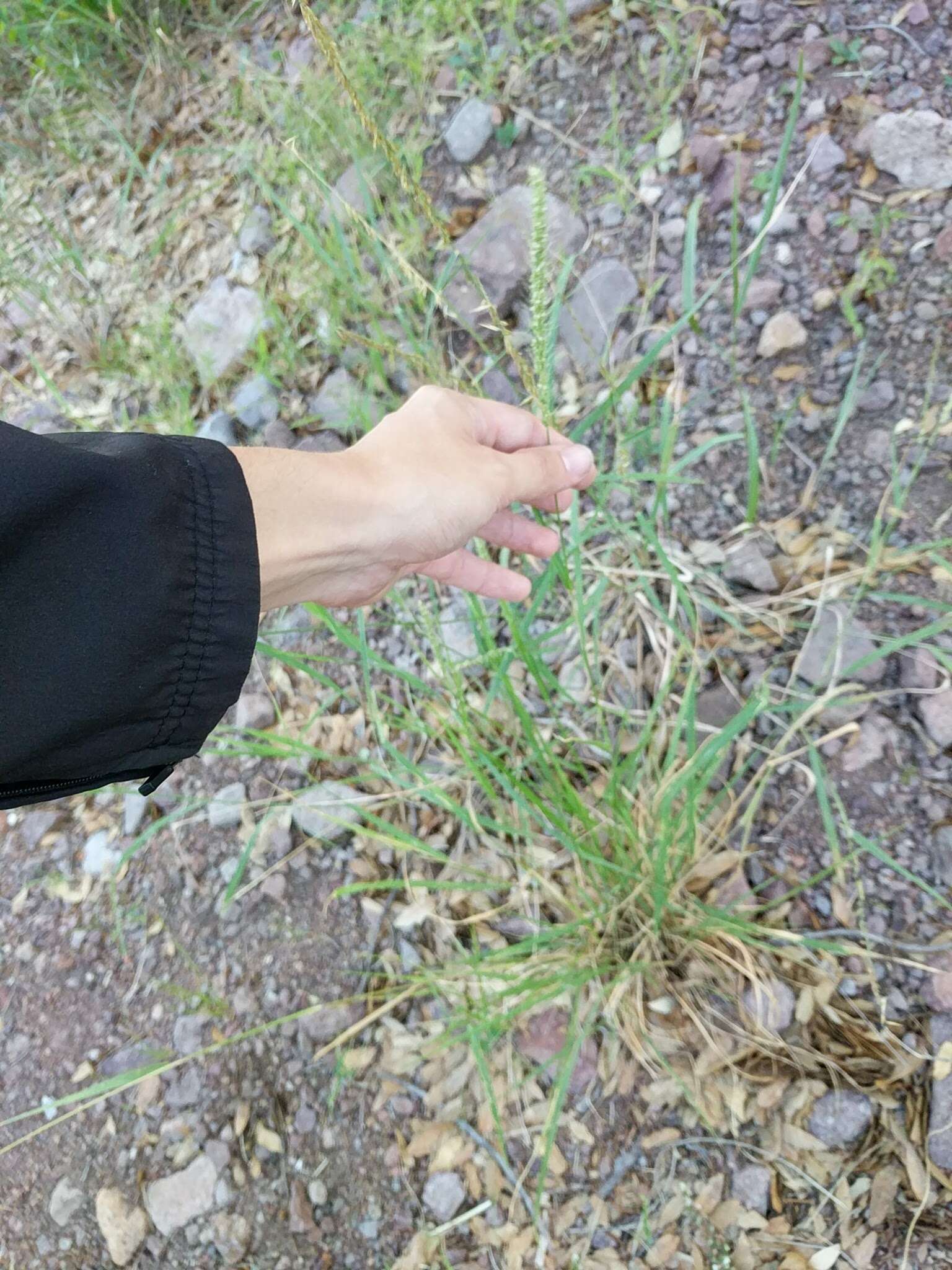 Image of streambed bristlegrass