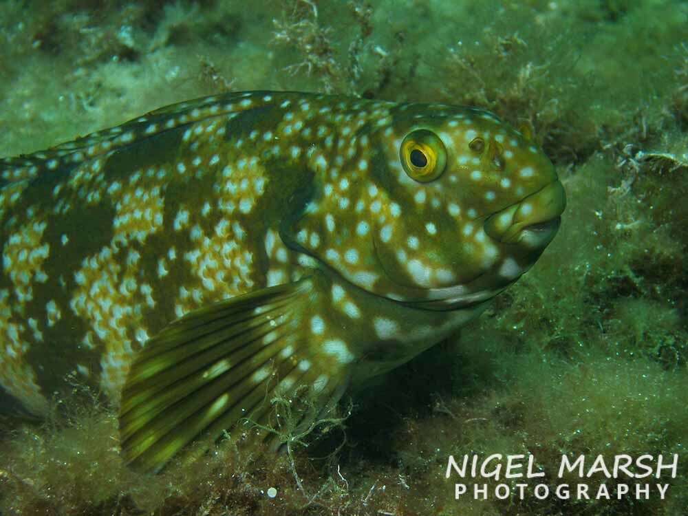 Image of Cockatoo morwong