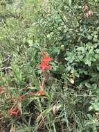 Image of scarlet gilia