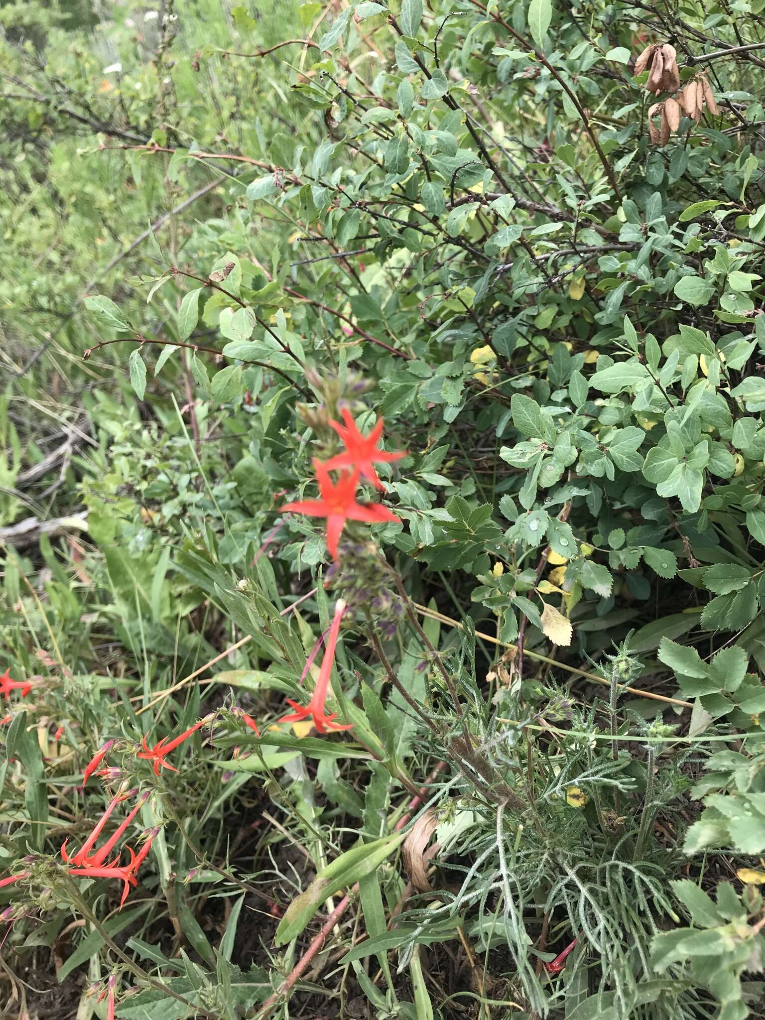 Ipomopsis aggregata subsp. aggregata resmi