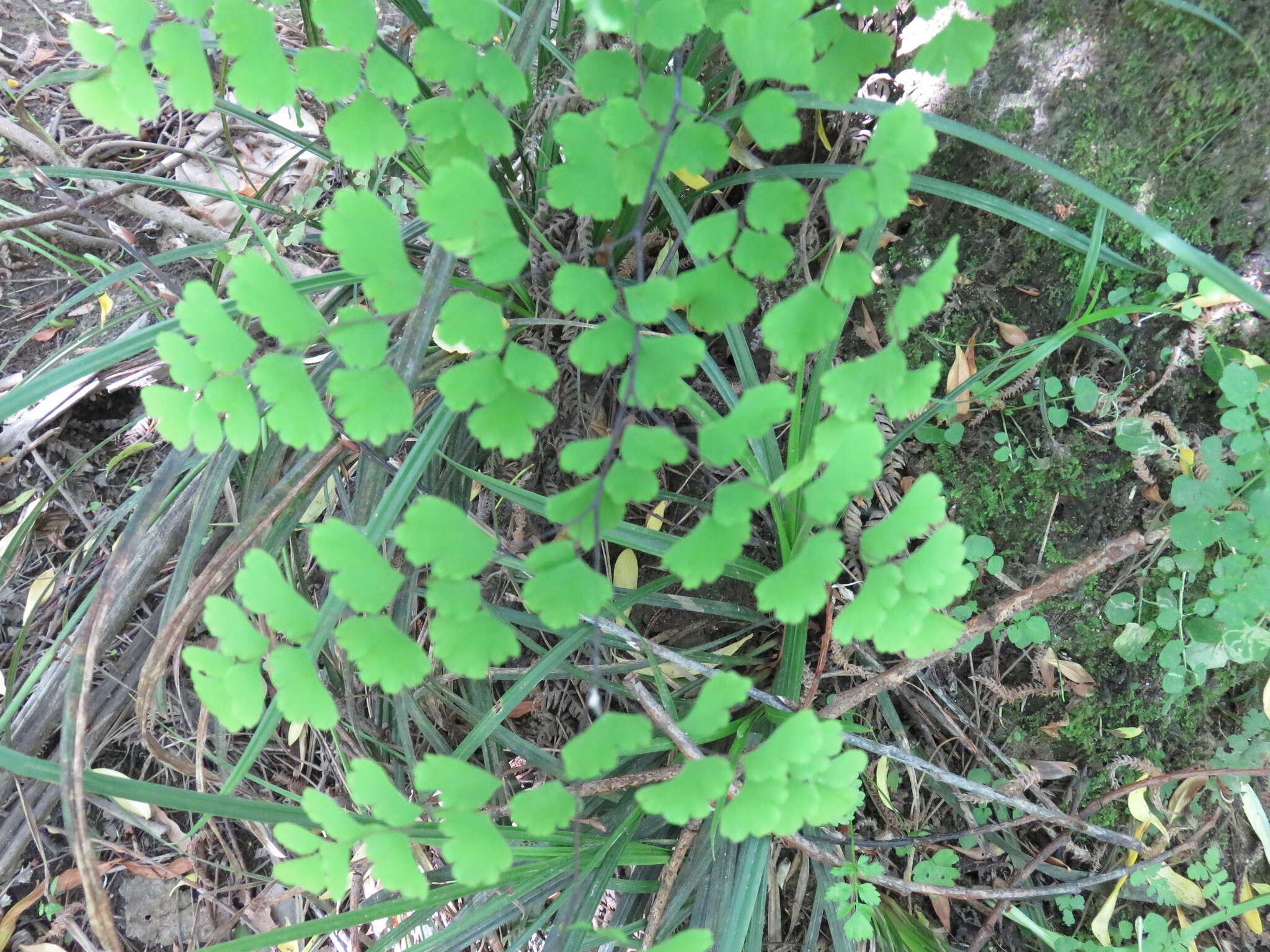 Image de Adiantum raddianum C. Presl