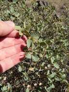 Image of Desert Scrub Oak