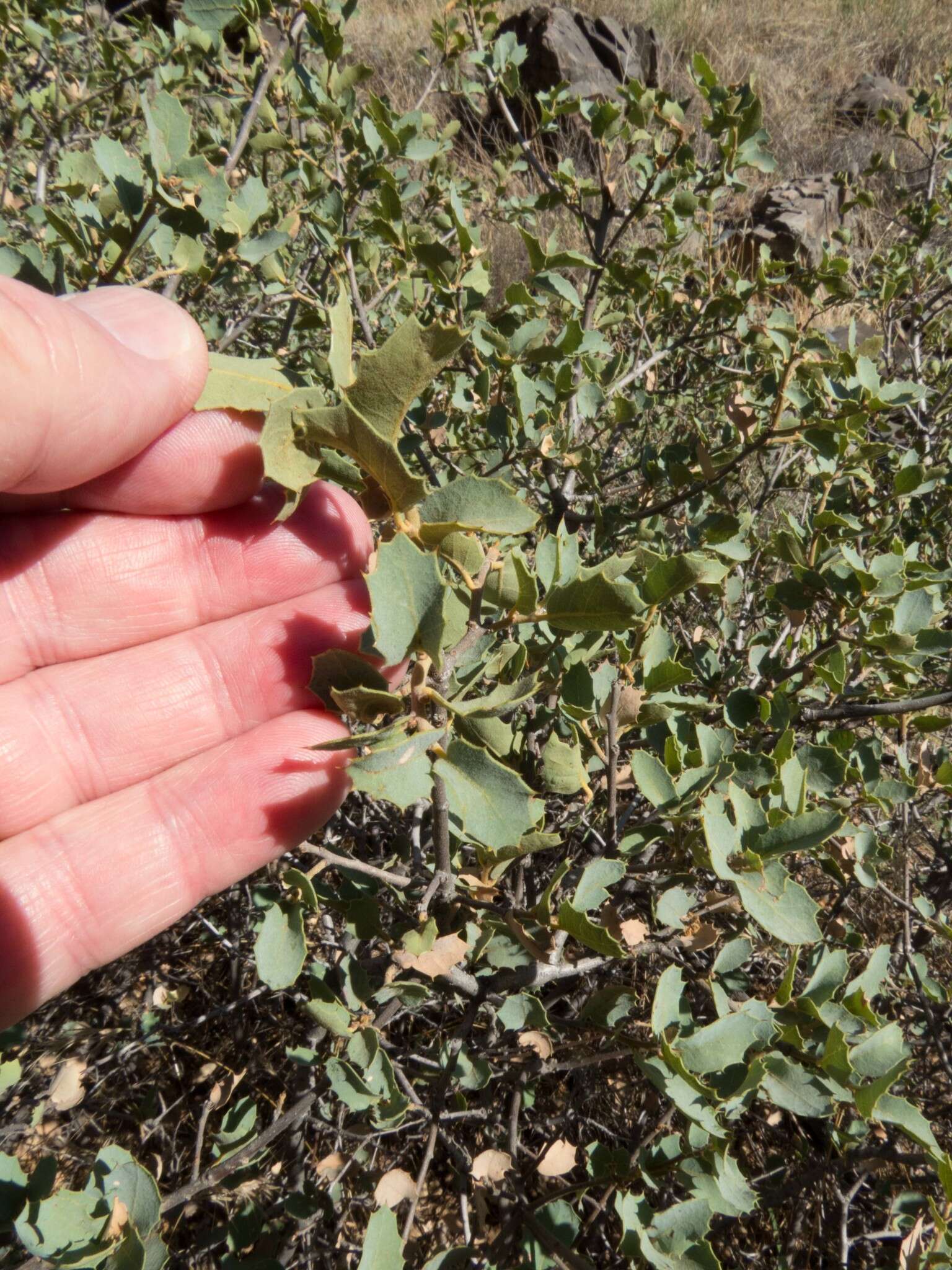 Слика од Quercus turbinella Greene