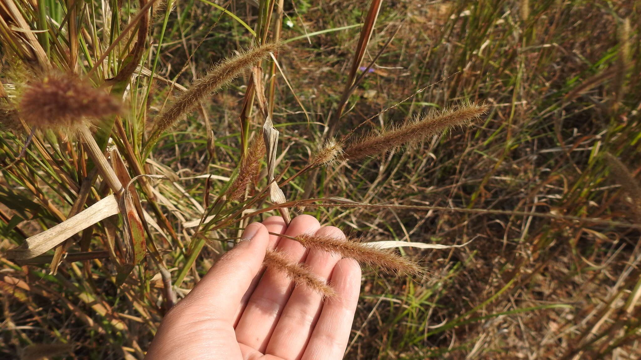 Sivun Cenchrus polystachios (L.) Morrone kuva