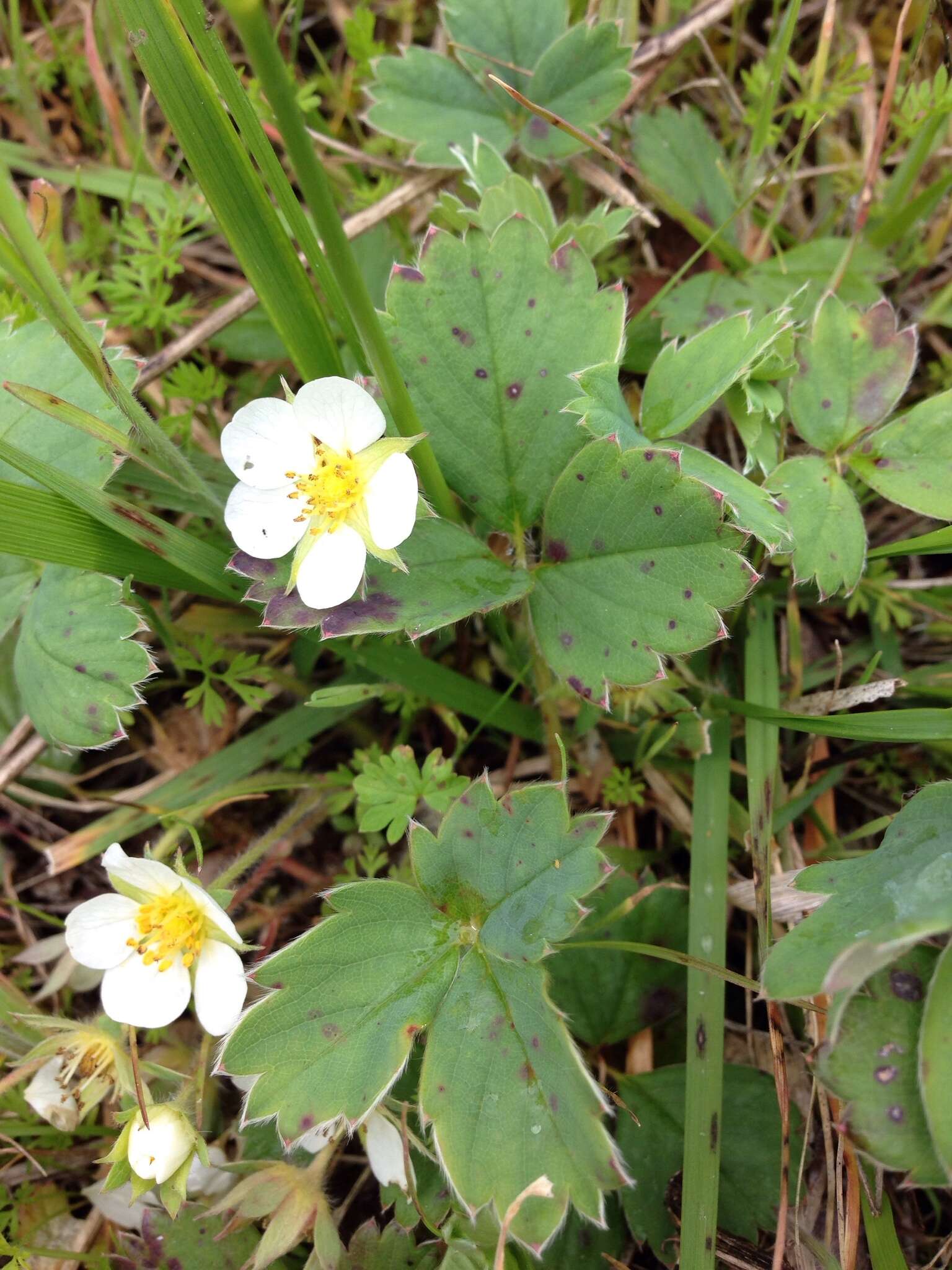 Image de Fragaria ×ananassa