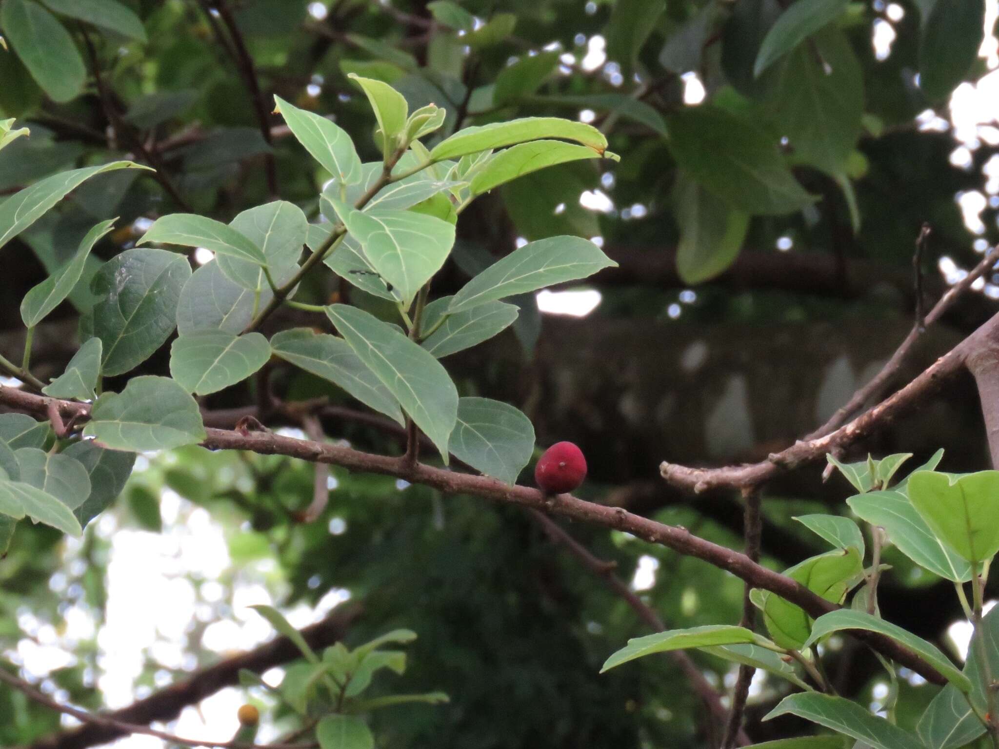 Ficus exasperata Vahl的圖片