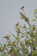 Image of Quelea quelea aethiopica (Sundevall 1850)