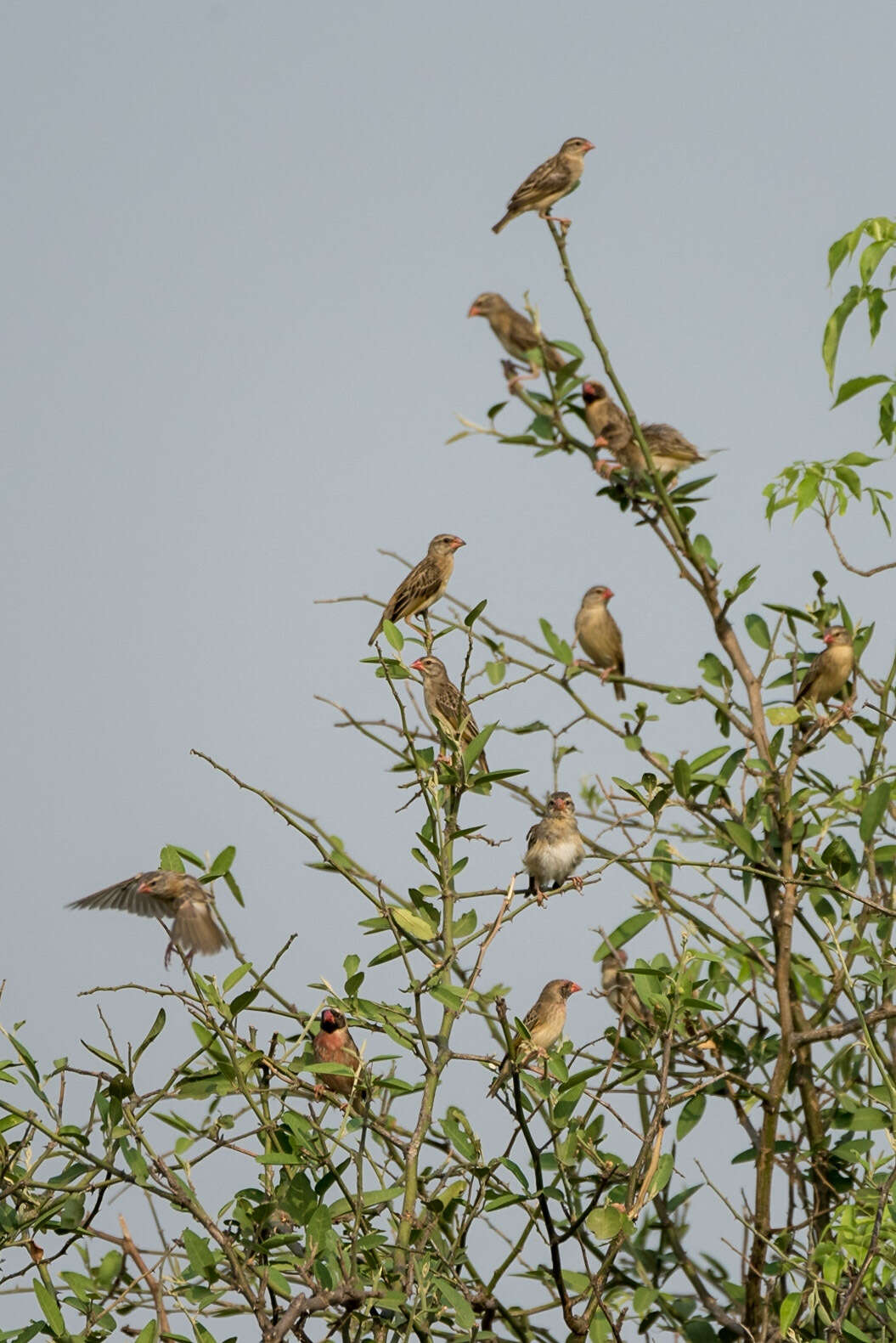 Image of Quelea quelea aethiopica (Sundevall 1850)