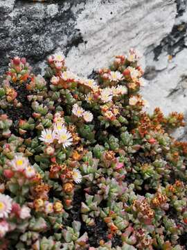 Imagem de Oscularia deltoides (L.) Schwant.