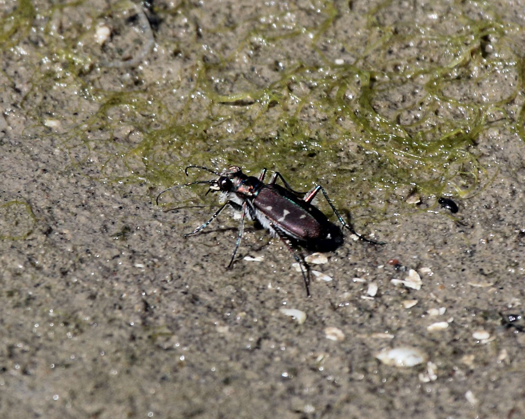 Image of Twelve-spotted Tiger Beetle