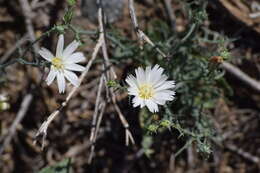 Image de Rafinesquia neomexicana A. Gray