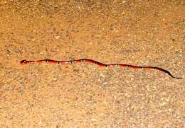 Image of West Mexican Coral Snake