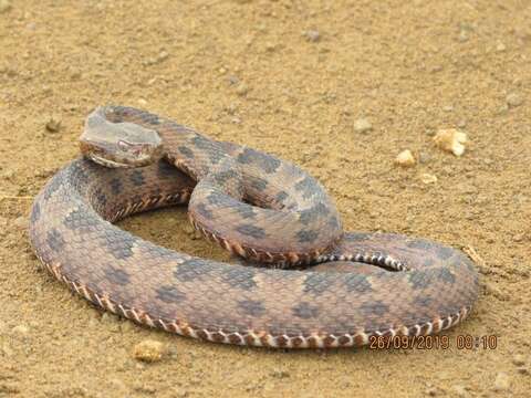 Image of Bothrops pauloensis Amaral 1925