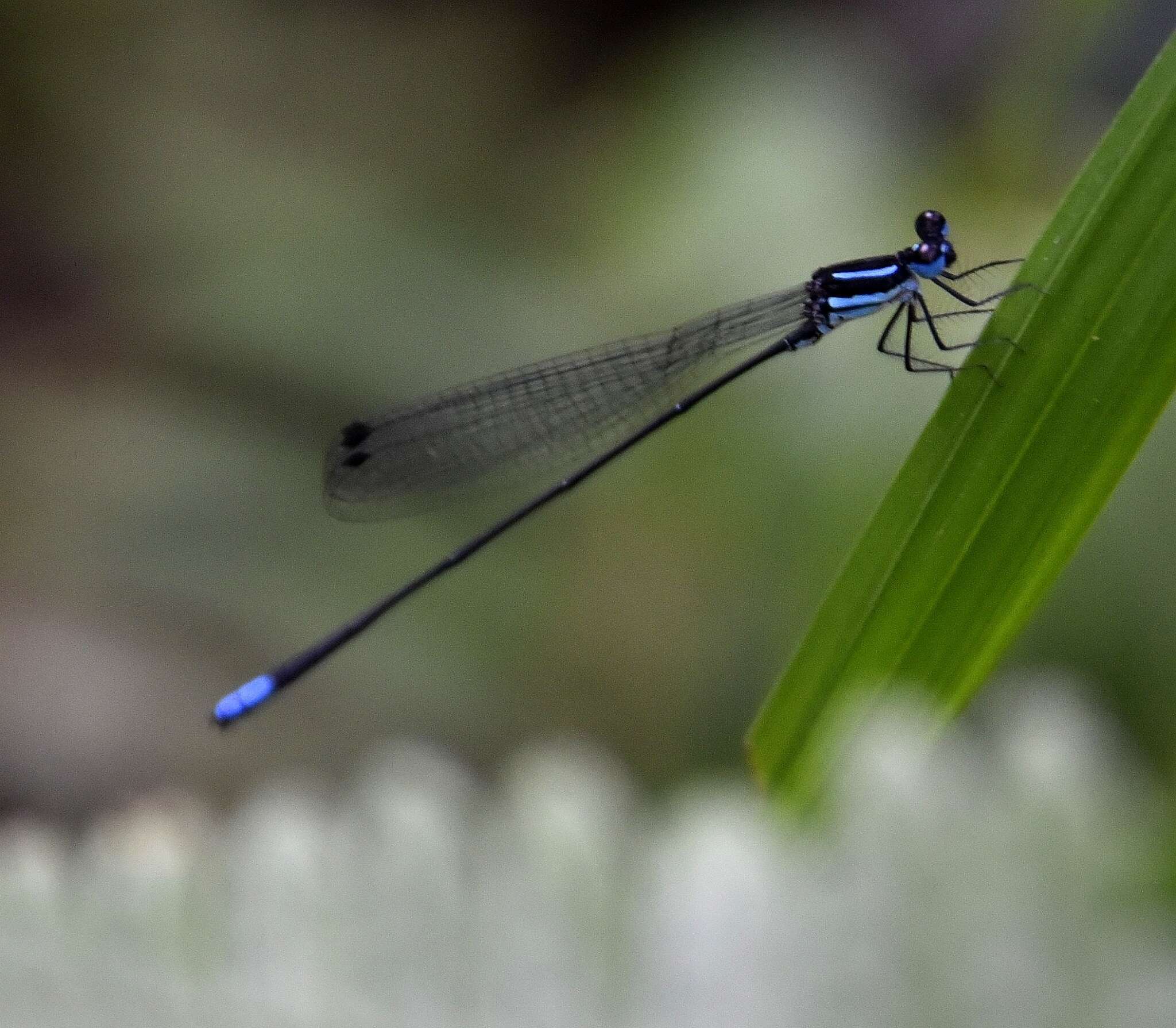 Image of Melanoneura bilineata Fraser 1922