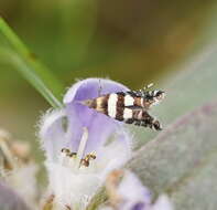 Image de Glyphipterix platydisema Lower 1893