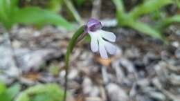 Cynorkis fastigiata var. triphylla (Thouars) S. Moore的圖片