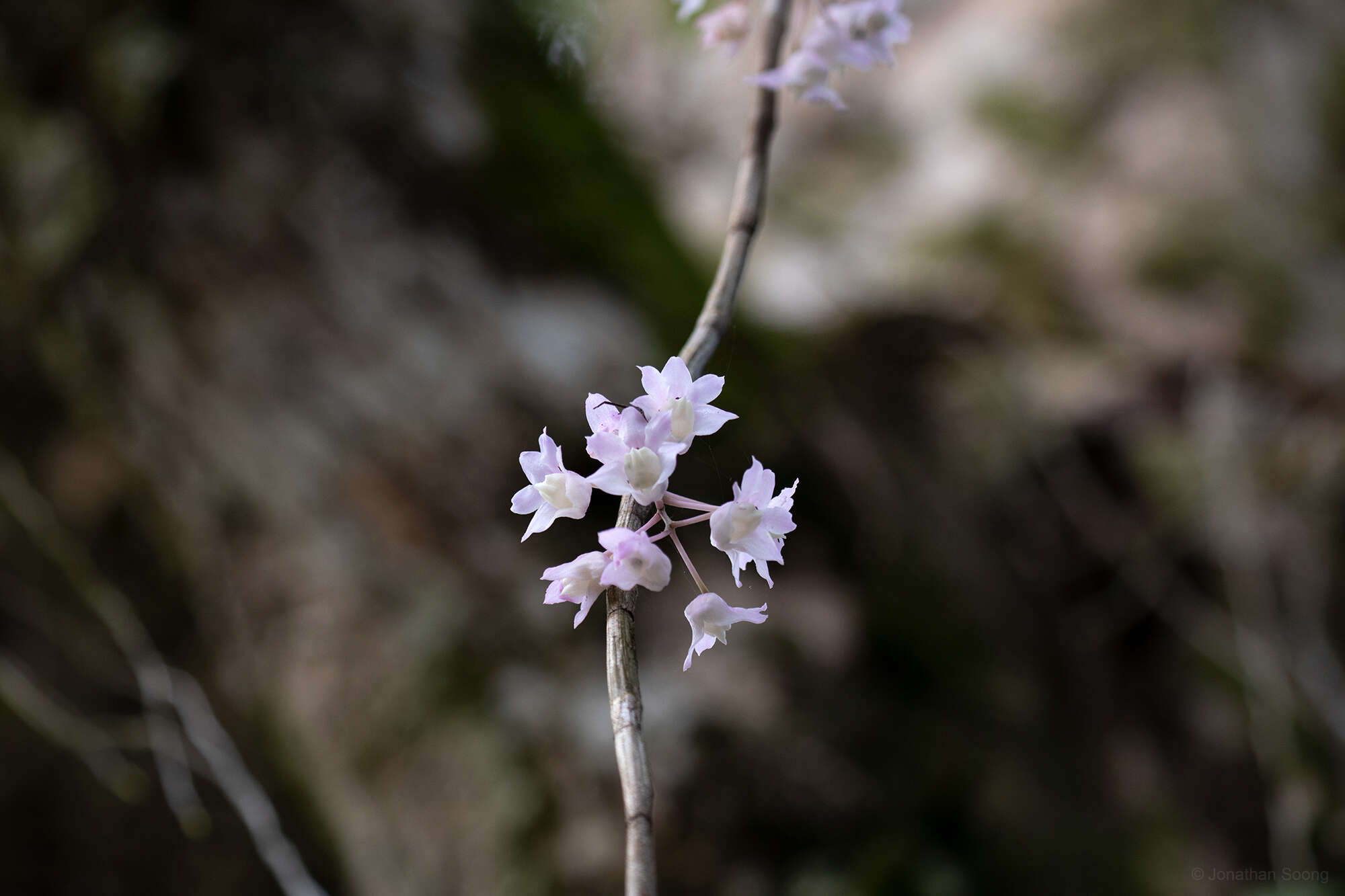 Image of Dendrobium linguella Rchb. fil.