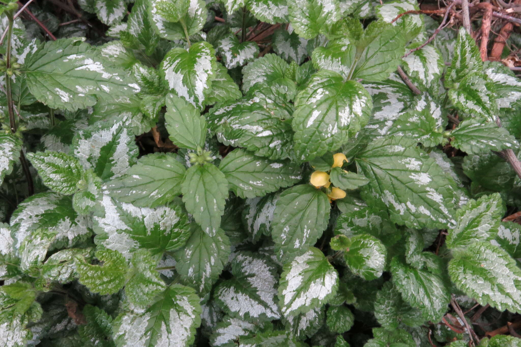 Imagem de Lamium galeobdolon (L.) L.