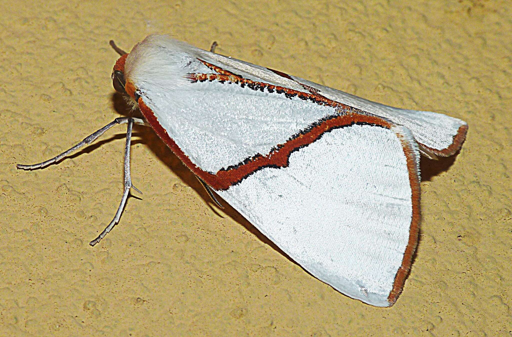 Image of Thalaina selenaea Doubleday 1845