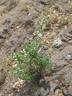 Image of thymeleaf mock orange