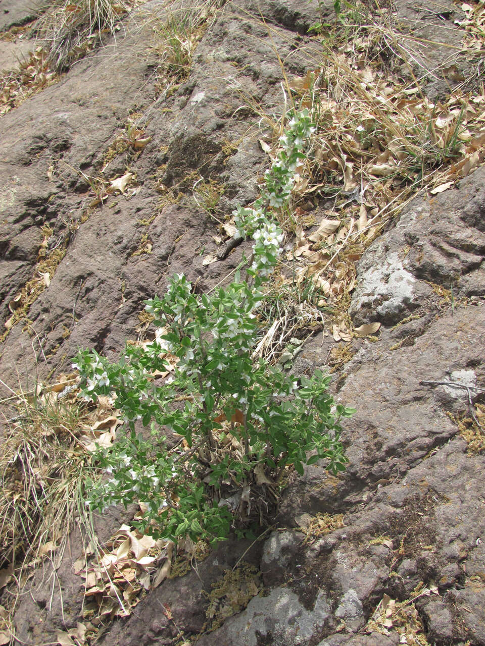 Image of thymeleaf mock orange