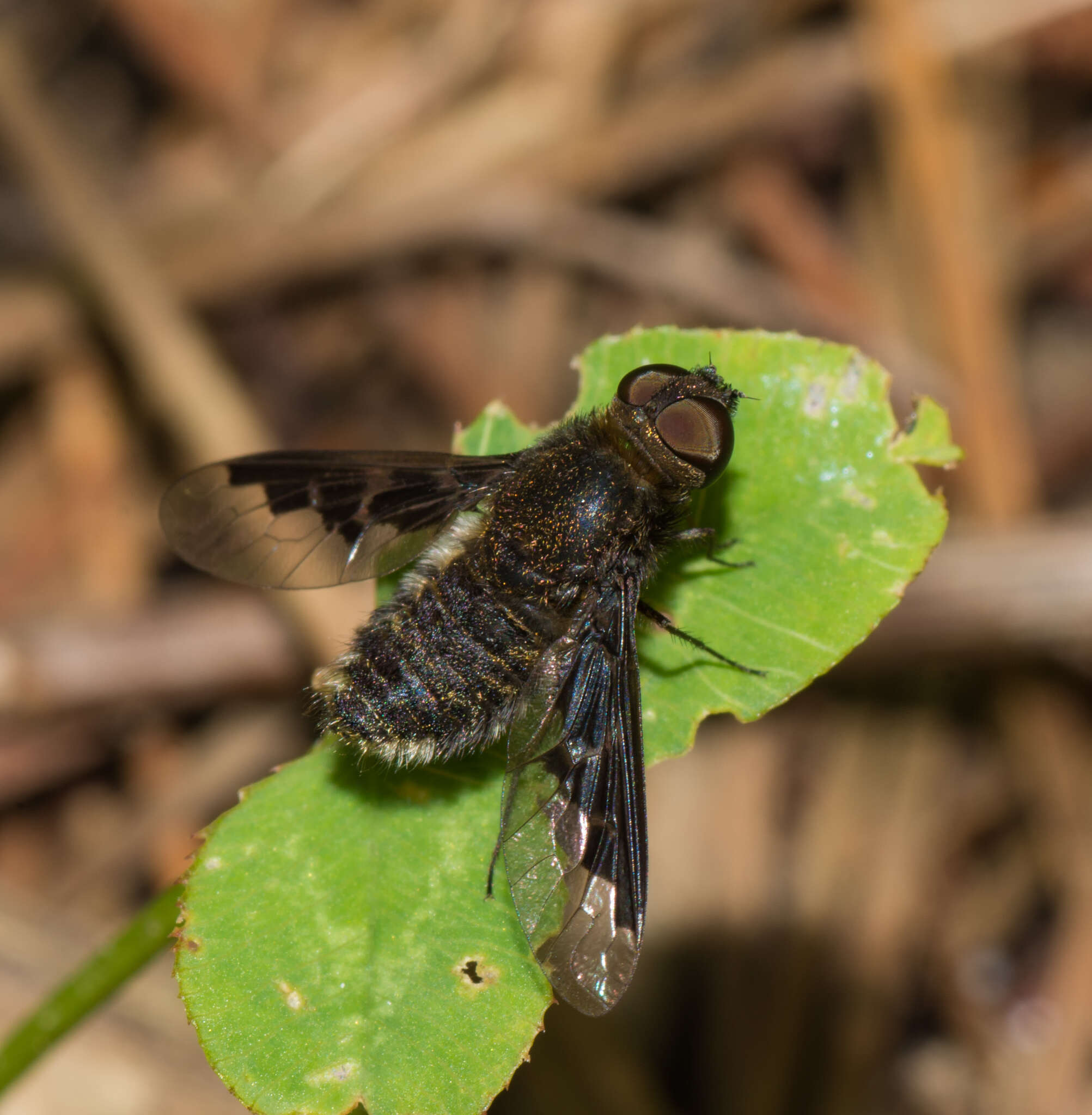 Image of Hemipenthes webberi (Johnson 1919)