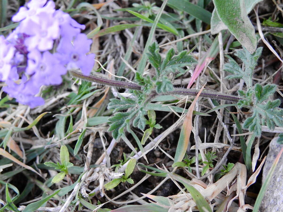 Image of Glandularia venturii (Moldenke) Botta