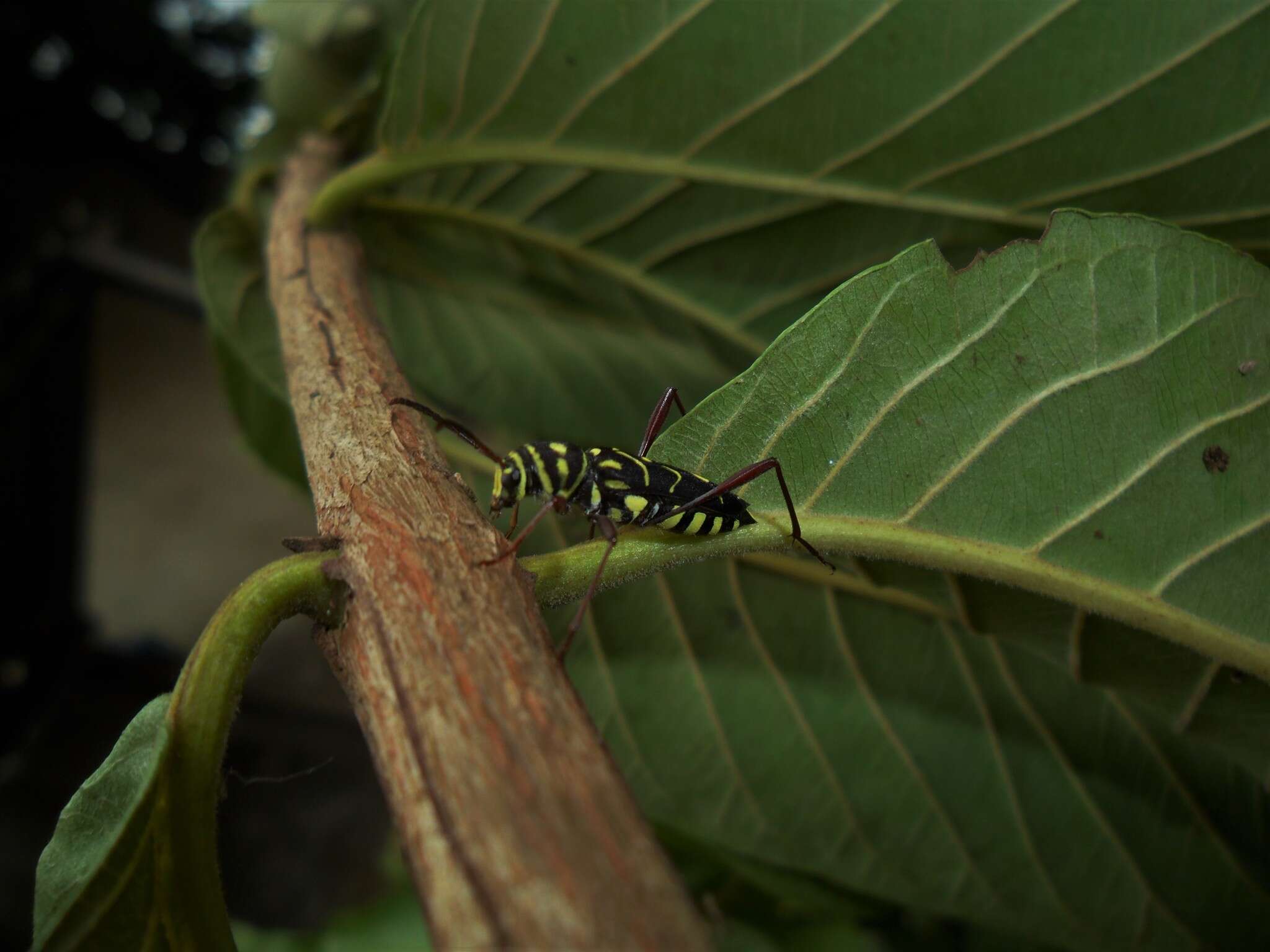 Image of Cotyclytus curvatus (Germar 1821)