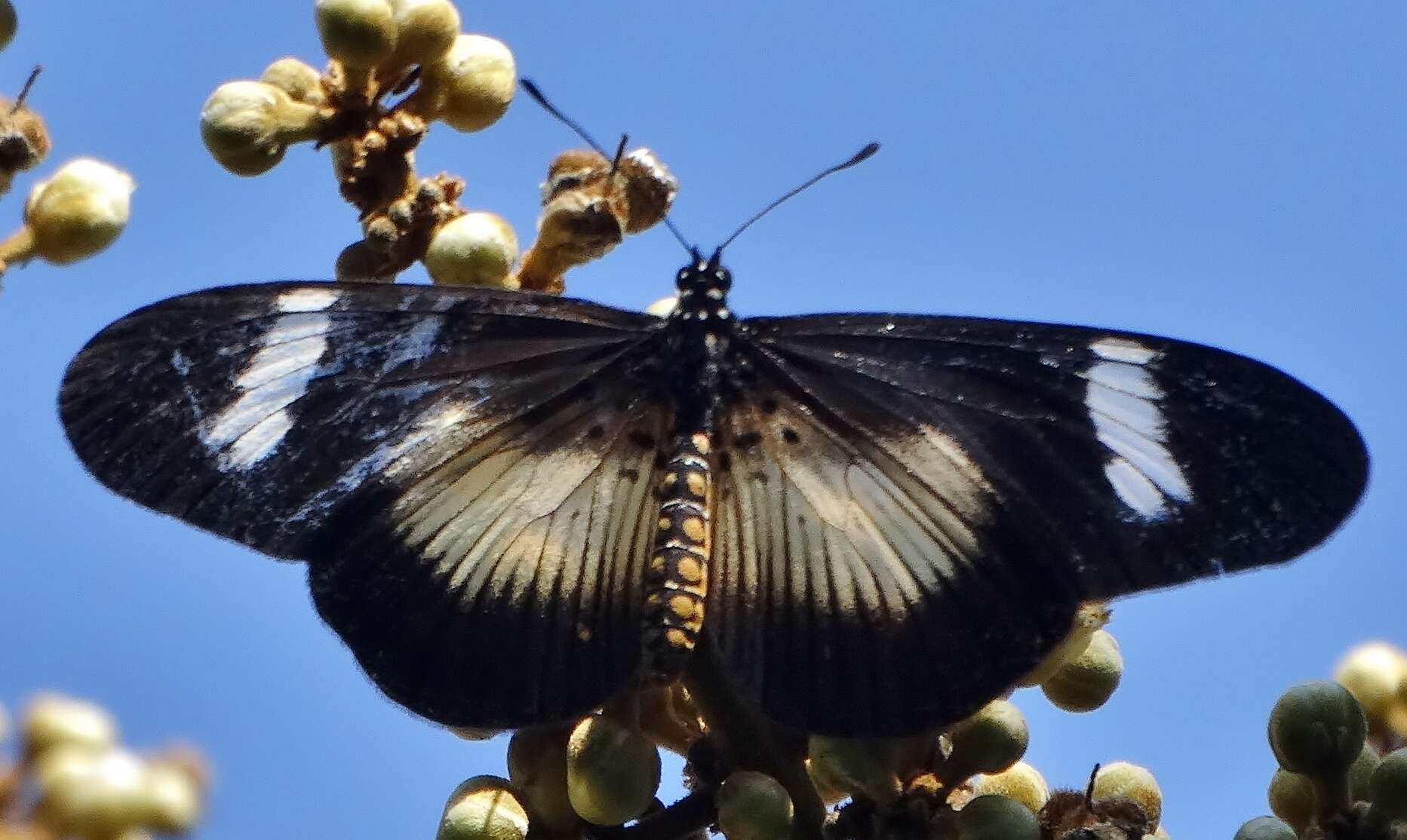 Image de Acraea esebria Hewitson 1861