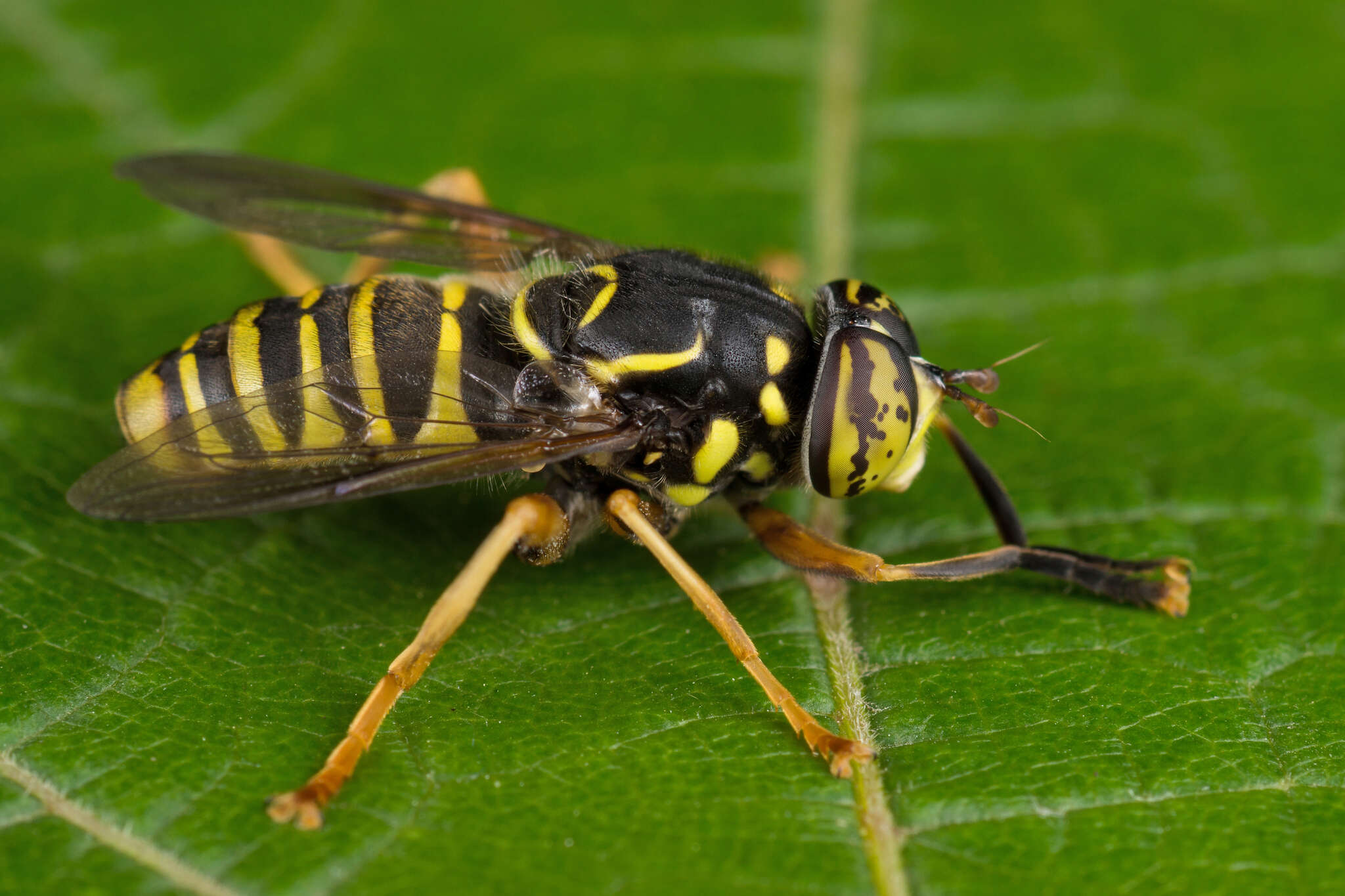 Image of Spilomyia manicata (Rondani 1865)