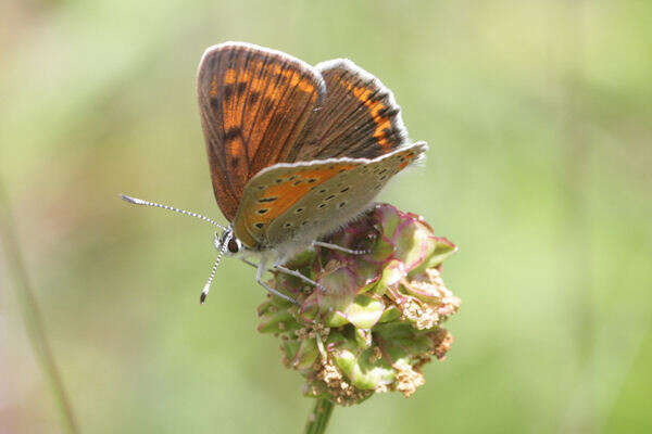 Image of <i>Lycaena hippothoe euridice</i> Rottemburg 1775