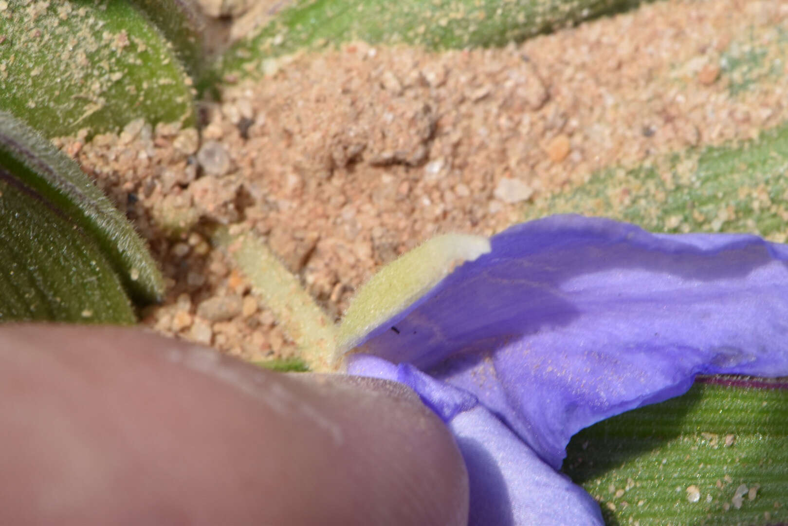 Image of diffuse spiderwort