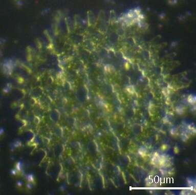 Plancia ëd Pediastrum duplex