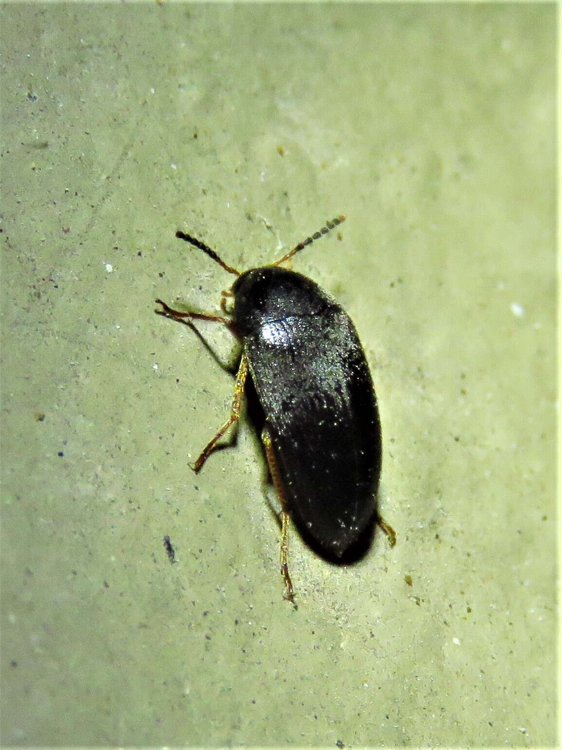 Sivun Eustrophopsis bicolor (Fabricius 1798) kuva