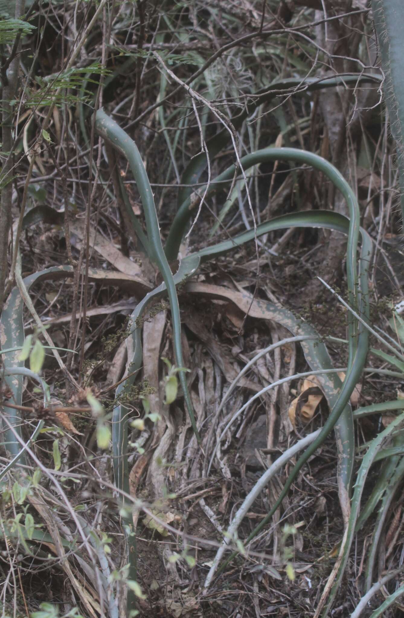 Image of Agave difformis A. Berger