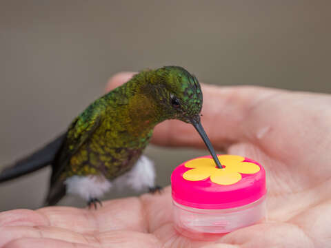 Image of Golden-breasted Puffleg