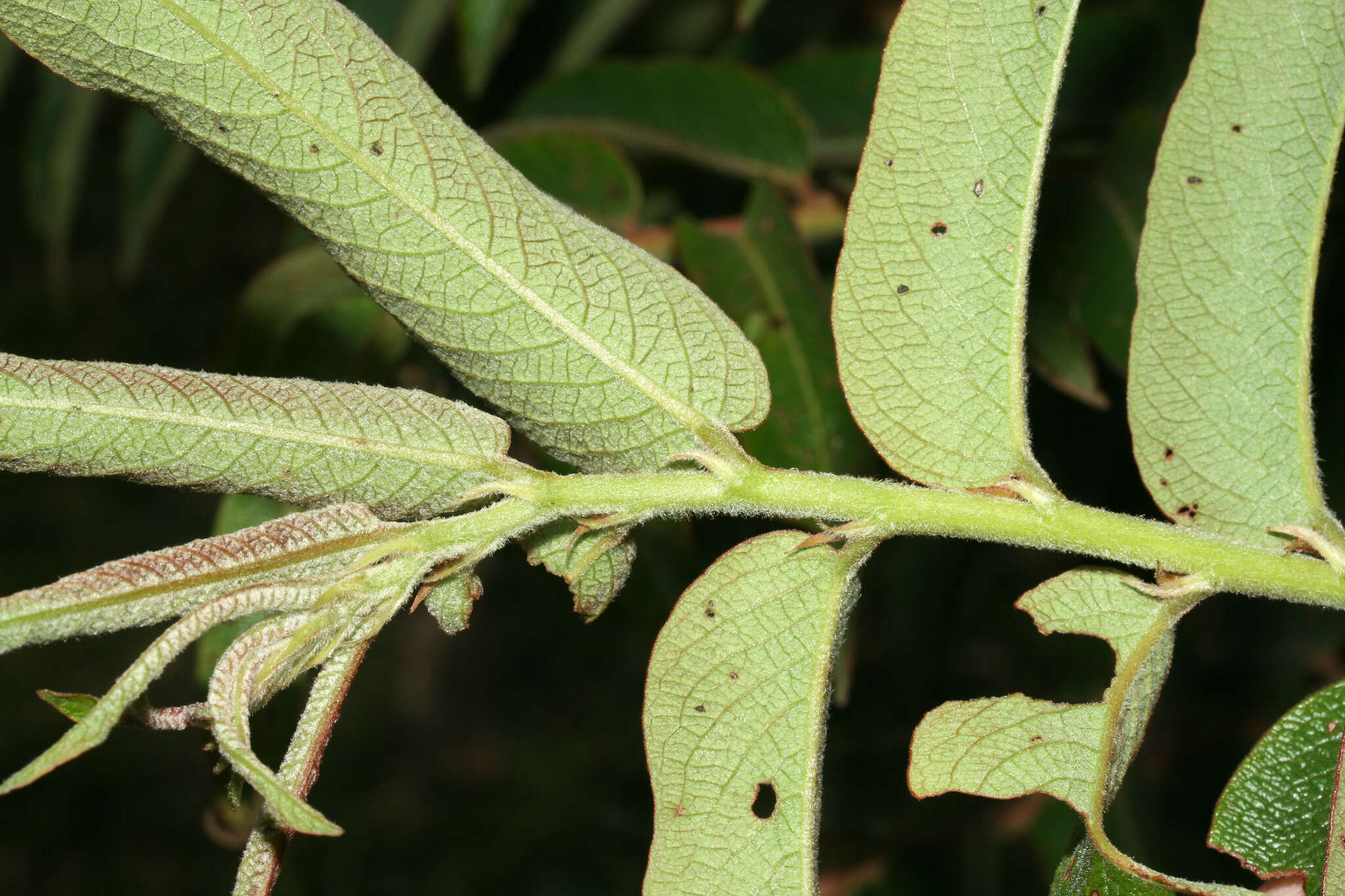 Phyllanthus salviifolius Kunth的圖片