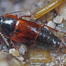 Image of Tachinus (Tachinus) proximus Kraatz 1855