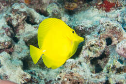 Image of Lemon Sailfin